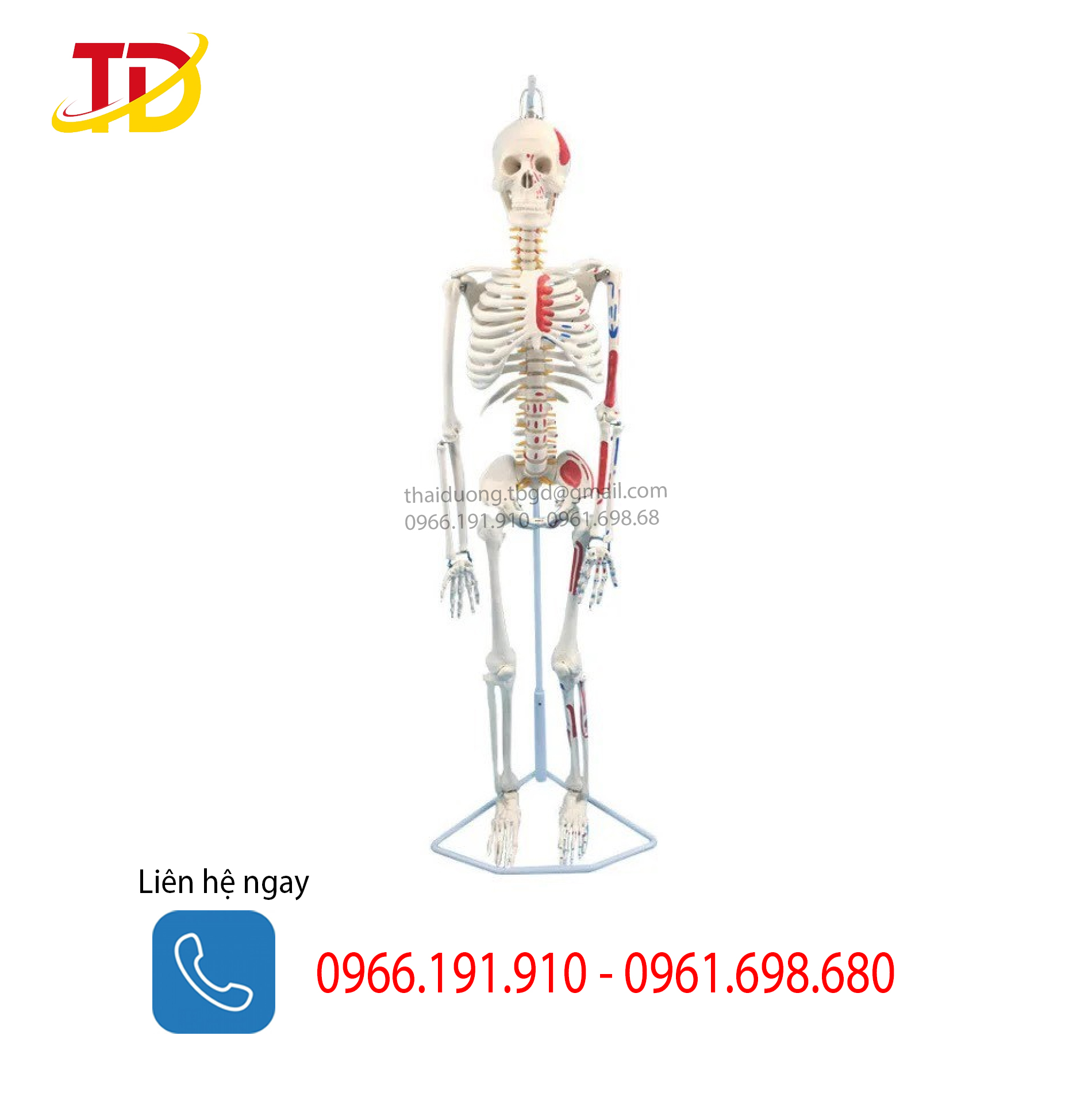 Bộ mô phỏng xương người 85cm