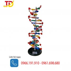 Mô hình mô tả cấu trúc của DNA