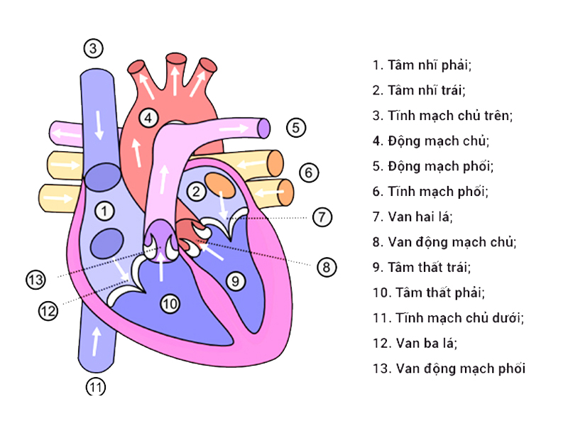 Mô hình cấu tạo của tim